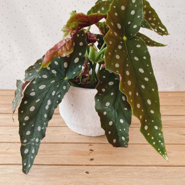 begonia maculata vendita piante online